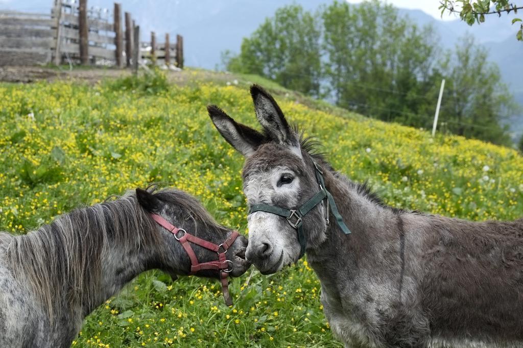 Christernhof Villa Maria Alm am Steinernen Meer Exteriör bild